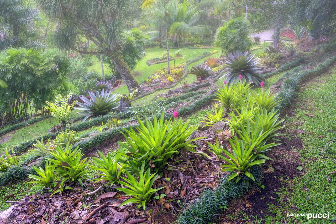 Estacion Biologica Las Cruces Y Jardin Botanico Wilson San Vito Extérieur photo